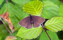 Ringlet butterfly (Aphantopus hyperantus) Wiltshire, England, UK, July.
