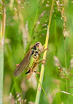 Roesel's Bush-cricket (Metrioptera roeselii) female, Wiltshire, England, UK, July.