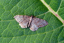 Scallop shell (Rheumaptere undulata) Dorset, England, UK, July.