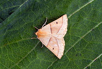 Scalloped oak moth (Crocallis elinguaria) Wiltshire, England, UK, July.