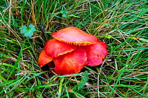 Scarlet waxcap (Hygrocybe coccinea) Wiltshire, England, UK, November.