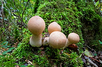 Stump puffball (Lycoperdon pyriforme) Wiltshire, England, UK, October.