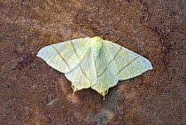 Swallow-tailed moth (Ourapteryx sambucaria) Wiltshire, England, UK, July.