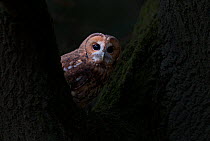 Tawny owl (Strix aluco) portrait, peering through branches, captive
