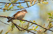Whitethroat (Sylvia communis) male perched on Willow branch in spring, Wiltshire, England, UK, April.