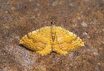 Yellow shell moth (Camptogramma bilineata bilineata) Wiltshire, England, UK, August.