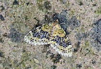 Yellow-barred brindle moth (Acasis viretata) Wiltshire, England, UK, July.