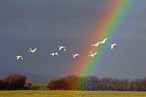 Bewick&#39;s swan (Cygnus columbianus) in flight with rainbow, Gloucestershire, England, UK, February.