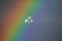 Bewick's swan (Cygnus columbianus) in flight with rainbow, Gloucestershire, England, UK, February.