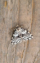 Black arches moth (Lymantria monacha) Wiltshire, England, UK, July.