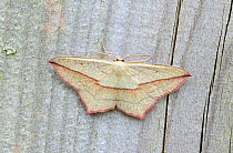 Blood-vein moth (Timandra comae) Wiltshire, England, UK, June.