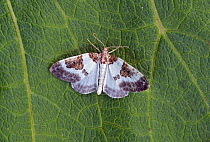 Blue-bordered carpet moth (Plemyria rubiginata rubiginata) Dorset, England, UK, July.