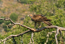 Bonelli's Eagle (Hieraaetus fasciatus) perched, Spain, June.