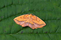 Bordered beauty moth (Epione repandaria) Dorset, England, UK, July.
