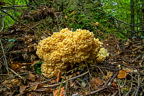 Cauliflower fungus (Sparassis crispa) Wiltshire, England, UK, October.