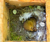 Common dormouse (Muscardinus avellanarius) in nest box, Wiltshire, England, UK, May.