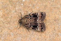 Copper underwing moth (Amphipyra pyramidea) Wiltshire, England, UK, August.