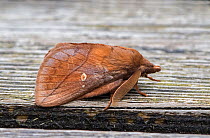 Drinker moth (Euthrix potatoria) Dorset, England, UK, July.