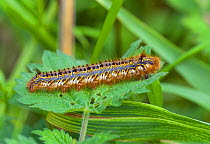 Drinker moth (Euthrix potatoria) caterpillar, Greylake RSPB Reserve on the Somerset Levels, England, UK, May.