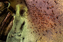 Cockroaches (Periplaneta australasiae) on wall of Gomantong caves, Borneo, Sabah, Malaysia.