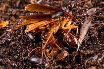 Cockroach species, including Pycnoscelus indicus eating another dead cockroach (Periplaneta americana). Gomantong cave, Borneo, Sabah, Malaysia.