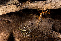 Cave centipede (Thereuopoda longicornis) moulting, Gomantong caves, Borneo, Sabah, Malaysia.