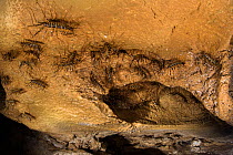 Cave centipedes (Thereuopoda longicornis) on cave ceiling. Gomantong caves, Borneo, Sabah, Malaysia.