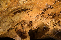 Cave centipedes (Thereuopoda sp.) on cave ceiling. Gomantong caves, Borneo, Sabah, Malaysia.