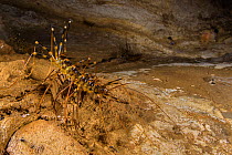 Cave centipede (Thereuopoda longicornis), Gomantong caves, Borneo, Sabah, Malaysia.