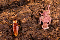 Wrinkle-lipped free-tailed bat (Chaerephon plicatus) pup and a cockroach (Periplaneta australasiae) on the cave floor. The young bat had fallen from the cave ceiling. Gomantong caves, Borneo, Sabah, M...