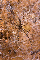 Cave web spider (Psechrus borneo), Gomantong caves, Borneo, Sabah, Malaysia.