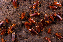 Cockroaches (Periplaneta australasiae), Gomantong caves, Borneo, Sabah, Malaysia.