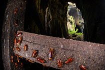 Cockroaches (Periplaneta australasiae) on handrail, Gomantong caves, Borneo, Sabah, Malaysia.