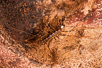 Cave centipede (Thereuopoda longicornis) with sperm pack transferred by a male, Gomantong caves, Borneo, Sabah, Malaysia.
