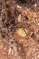 Cave web spider (Psechrus borneo) female with egg sac, Gomantong caves, Borneo, Sabah, Malaysia.