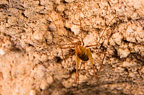 Cave cricket (Rhaphidophora sp.), Deer Cave, Gunung Mulu National Park, Borneo, Sarawak, Malaysia.