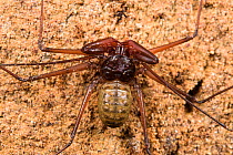 Whip scorpion (Stygophrynus sp.), Deer Cave, Gunung Mulu National Park, Borneo, Sarawak, Malaysia.