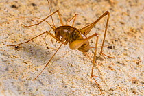 Cave cricket (Rhaphidophora sp.), Deer Cave, Gunung Mulu National Park, Borneo, Sarawak, Malaysia.