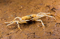 Cave crab (Cerberusa caeca), Fast Lane Cave, Gunung Mulu National Park, Borneo, Sarawak, Malaysia.