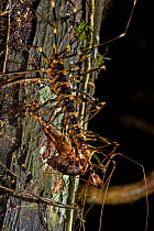 Cave centipede (Thereuopoda longicornis) with a cricket in its jaws, Gunung Mulu National Park, Borneo, Sarawak, Malaysia.