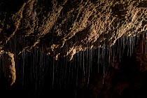 Sticky hanging traps of the fungus gnat (Mycetophilidae). Deer cave, Gunung Mulu National Park. Borneo, Sarawak, Malaysia.