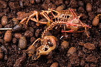 Dead swiftlet being eaten by darkling beetles and cockroaches. Deer cave, Gunung Mulu National Park, Borneo, Sarawak, Malaysia