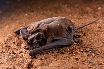 Wrinkle-lipped free-tailed bat (Chaerephon plicatus) young, fallen from the cave ceiling. Gomantong caves, Sabah, Borneo, Malaysia.