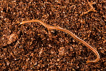 Centipede found in the Deer cave, Gunung Mulu National Park, Borneo, Sarawak, Malaysia.