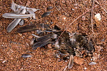Remains of a dead swiftlet on cave floor, Borneo, Sarawak, Malaysia.
