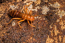 Earwig (Arixenia sp), an ectoparasite that feeds exclusively on the dead skin of bats. Deer Cave, Gunung Mulu National Park, Borneo, Sarawak, Malaysia.