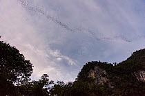Stream of bats leaving the Deer Cave at dusk. Gunung Mulu National Park, Borneo, Sarawak, Malaysia.