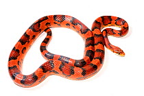 Corn snake (Pantherophis guttatus), Okeetee breed, on white background, captive, occurs in North America.