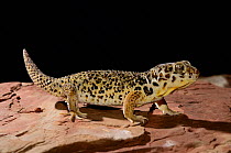 Frog-eyed gecko (Teratoscincus roborowskii) captive, occurs in Turpan Depression, Xinjian Uygur Autonomous Region, China