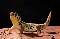 Frog-eyed gecko (Teratoscincus roborowskii) captive, occurs in Turpan Depression, Xinjian Uygur Autonomous Region, China